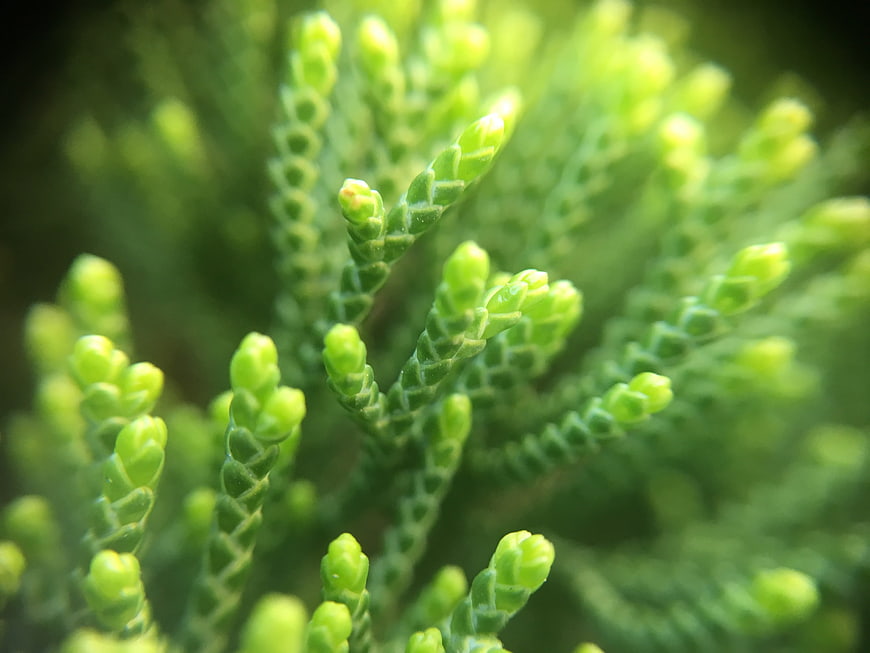 Close-up of vibrant green cedar foliage with new growth