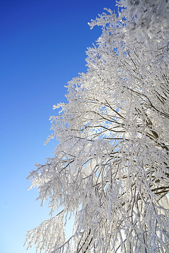 Frost-covered tree branches against a clear blue winter sky