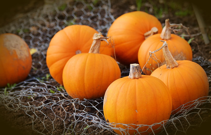 Fresh Orange Pumpkins on Wire Mesh Garden Net