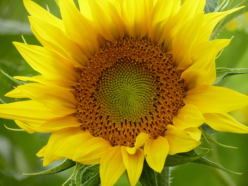 Close-up of a vibrant yellow sunflower with detailed center