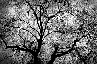 Black and white silhouette of a bare weeping willow tree against a gray sky