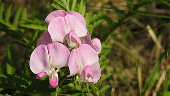 Close-up of Pink Wildflowers in Natural Meadow Setting