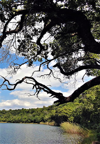 Silhouetted tree branches over a serene lake landscape