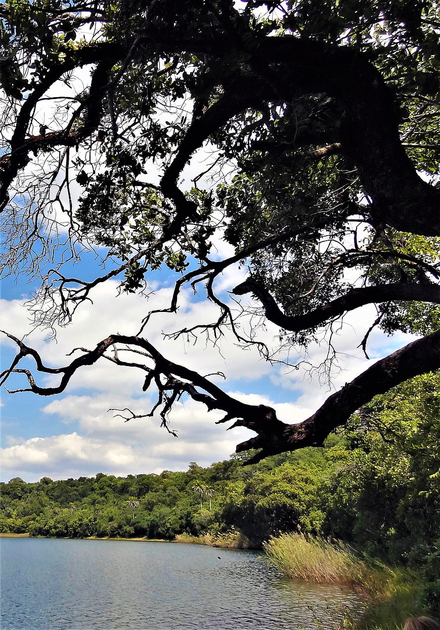 Silhouetted tree branches over a serene lake landscape