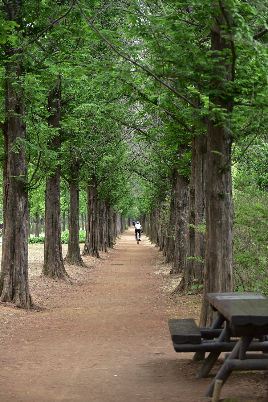 Cyclist on a dirt path lined with tall green trees in a park