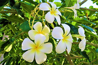 White and Yellow Frangipani Flowers on a Tropical Tree