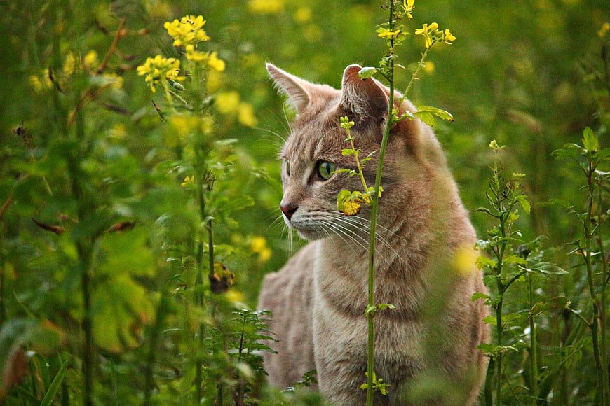 Orange Tabby Cat Sitting in Green Field with Yellow Flowers