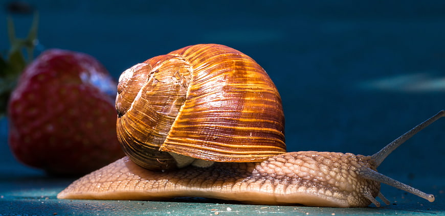 Macro Snail with Strawberry on Blue Background