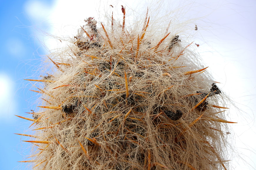 Close-up of Golden Spines on a Cactus Against Blue Sky