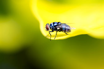 Macro Close-Up of Blue Bottle Fly on Yellow Flower