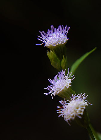 Close-up of purple wildflowers against dark background