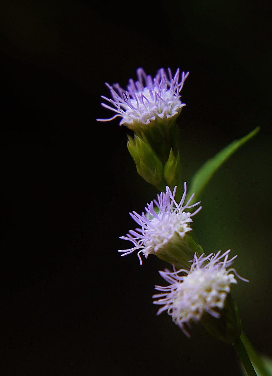 Close-up of purple wildflowers against dark background