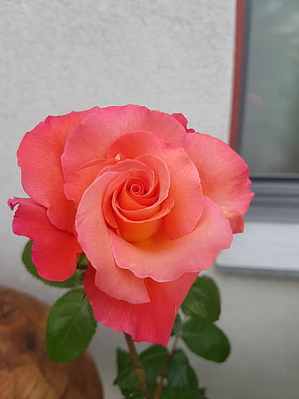 Close-up of a vibrant pink and orange rose bloom
