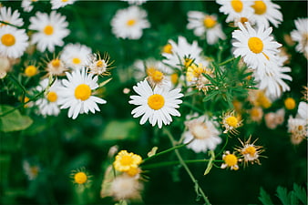Close-up of white daisies with yellow centers in a green field
