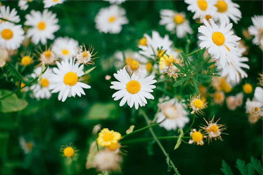 Close-up of white daisies with yellow centers in a green field