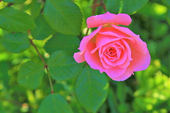 Pink Rose Bloom with Green Leaves in Garden
