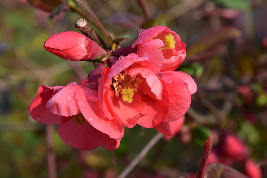 Close-up of vibrant red quince flowers with water droplets