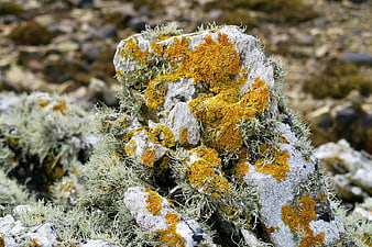 Close-up of vibrant orange lichen on gray rock