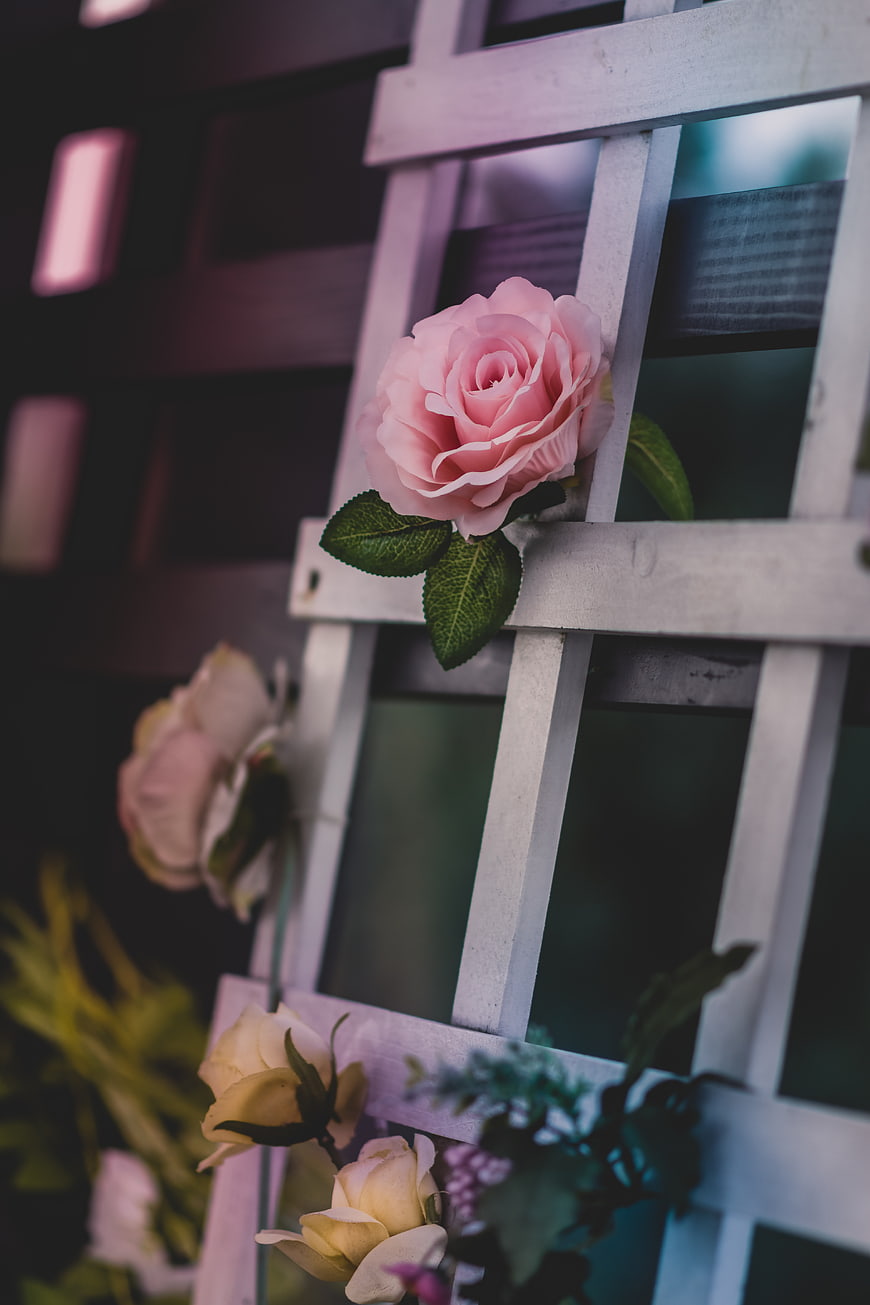 Pink Rose on White Wooden Lattice with Blurred Background