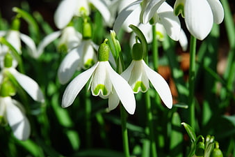 Close-up of White Snowdrop Flowers in Spring Garden