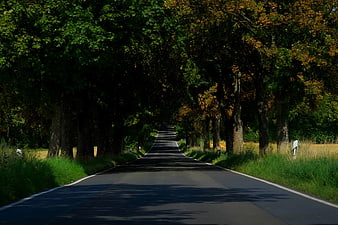 Empty asphalt road through tall trees in autumn