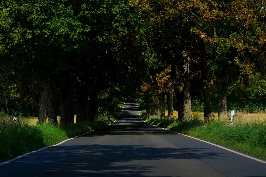 Empty asphalt road through tall trees in autumn