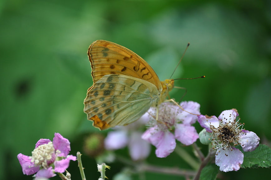 Orange butterfly on pink wildflowers in nature