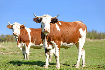 Two brown and white cows standing in a green pasture