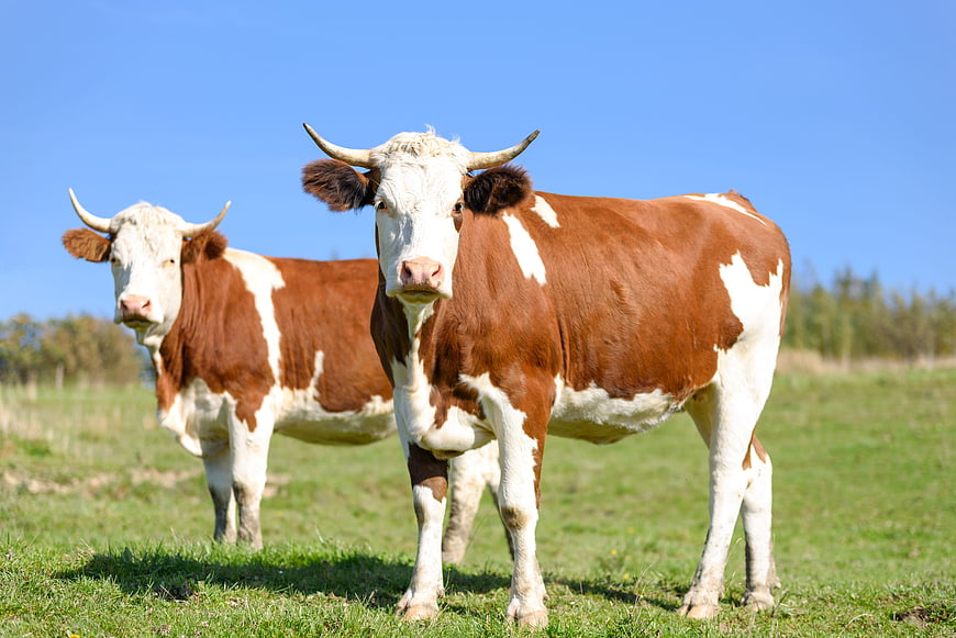 Two brown and white cows standing in a green pasture