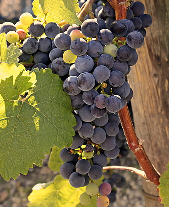 Ripe dark blue grapes on a vine with green leaves in sunlight