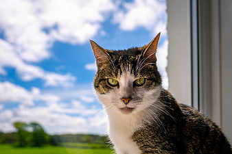 Tabby and White Cat Portrait by Window with Blue Sky