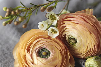 Close-up of Peach Ranunculus Flowers with White Accents