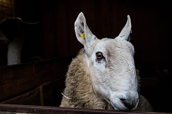 Close-up portrait of a white sheep in a barn
