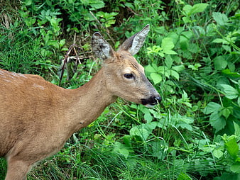 Close-up of a roe deer in lush green forest foliage