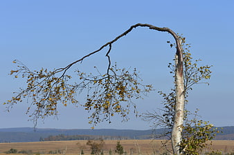 Bent Birch Tree in Autumn Landscape with Blue Sky