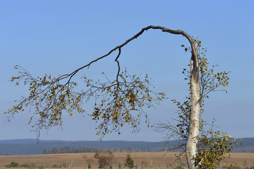 Bent Birch Tree in Autumn Landscape with Blue Sky