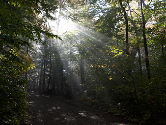 Sunbeams streaming through misty forest canopy