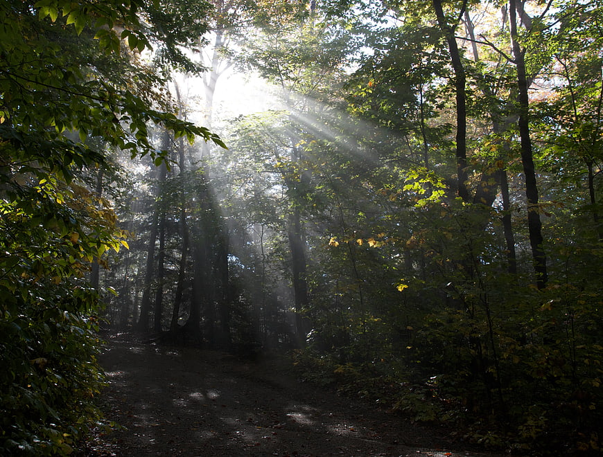 Sunbeams streaming through misty forest canopy
