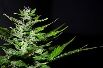 Macro shot of a flowering hemp plant with trichomes on a black background