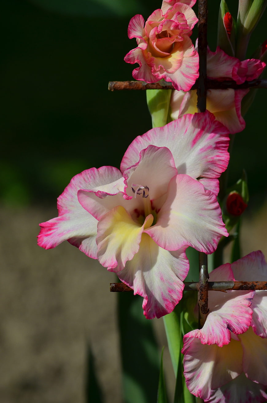 Pink and White Gladiolus Flowers in Garden Sunlight