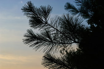 Silhouette of Pine Branches Against Sunset Sky