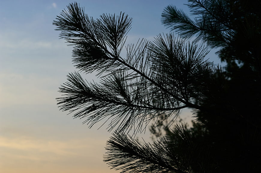 Silhouette of Pine Branches Against Sunset Sky