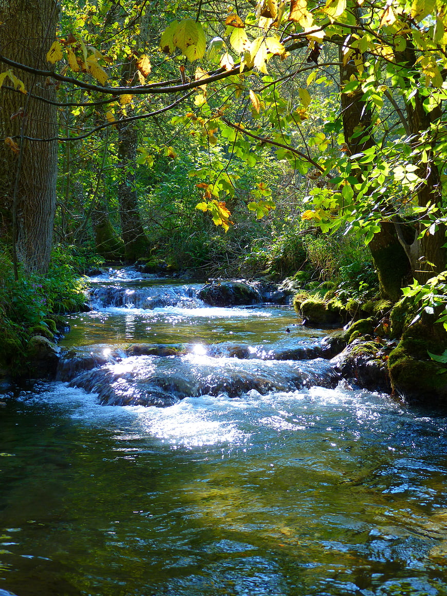 Sunlit Forest Stream with Small Waterfalls and Green Foliage