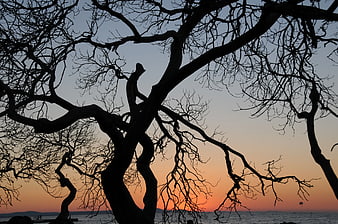 Silhouette of Bare Tree Branches Against Sunset Sky