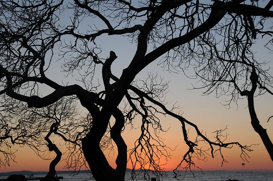 Silhouette of Bare Tree Branches Against Sunset Sky