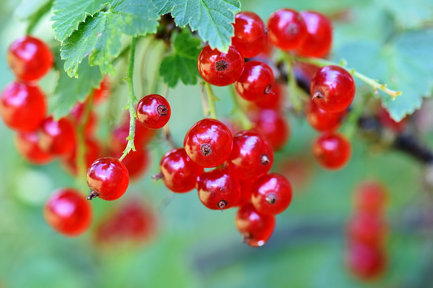 Ripe Red Currants Hanging On Branch With Green Leaves