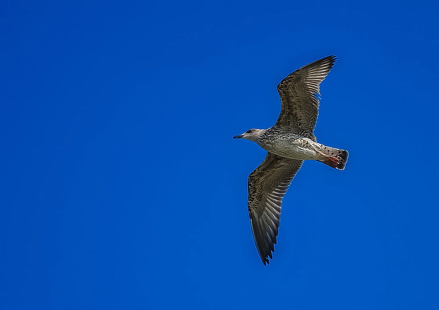 Seagull Flying Against Clear Blue Sky