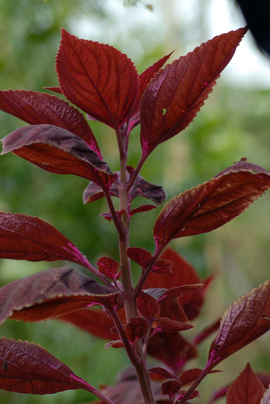 Close-up of vibrant red coleus plant leaves