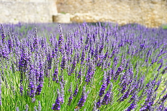 Vibrant Lavender Field with Blurred Stone Wall Background