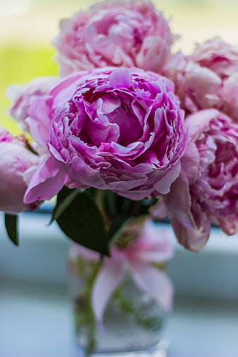 Close-up of vibrant pink peonies in a glass vase